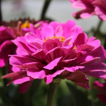Zinnie Violet Queen (Samen)