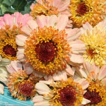 Zinnie Zinderella Peach (Samen)