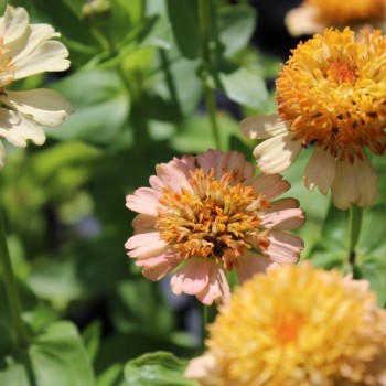 Zinnie Zinderella Peach (Samen)