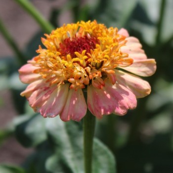 Zinnie Zinderella Peach (Samen)
