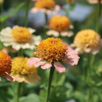 Zinnie Zinderella Peach (Samen)