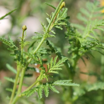Zitronengewürztagetes (Samen)
