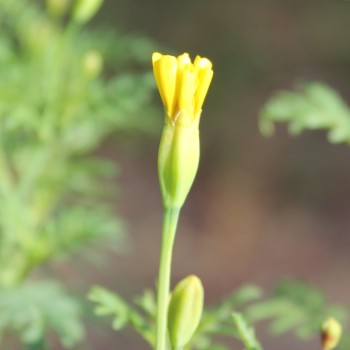 Zitronengewürztagetes (Samen)