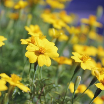 Zitronengewürztagetes (Samen)