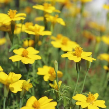 Zitronengewürztagetes (Samen)