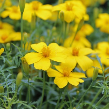 Zitronengewürztagetes (Samen)
