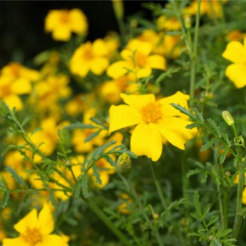Zitronengewürztagetes (Samen)
