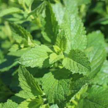 Zitronenmelisse (Samen)