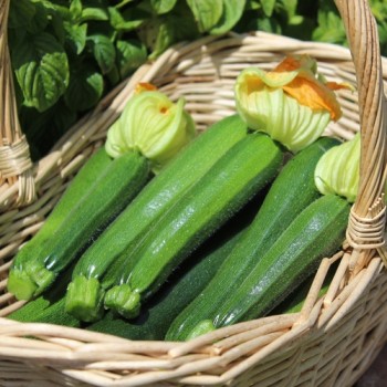 Zucchini Black Beauty (Samen)