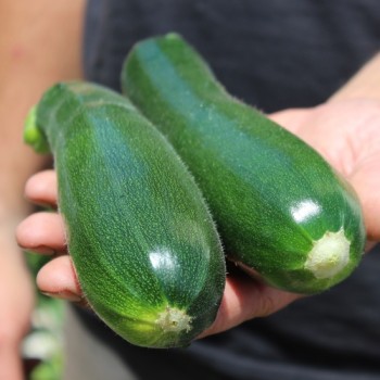 Zucchini Black Beauty (Samen)