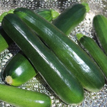 Zucchini Black Beauty