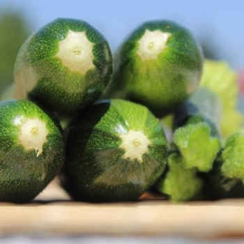 Zucchini Black Beauty (Samen)
