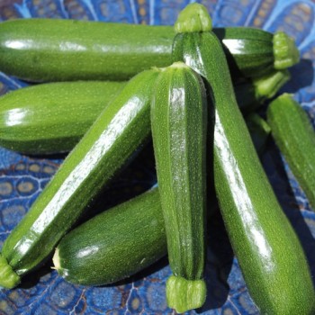 Zucchini Black Beauty (Samen)