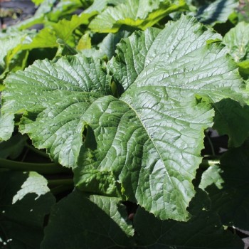 Zucchini Black Beauty (Samen)