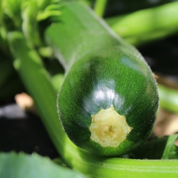 Zucchini Black Beauty (Samen)
