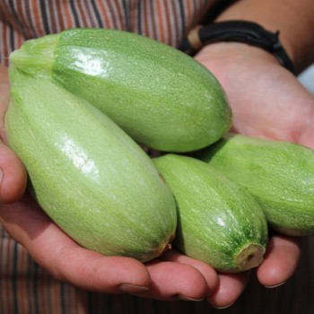 Zucchini Bolognese (Samen)
