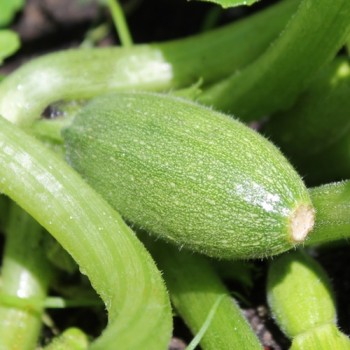 Zucchini Bolognese (Samen)