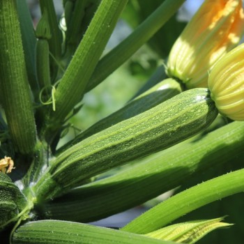 Zucchini Cocozelle di Tripolis (Samen)