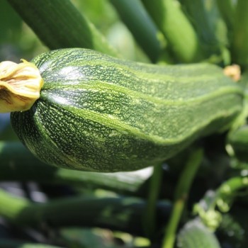Zucchini Cocozelle di Tripolis (Samen)