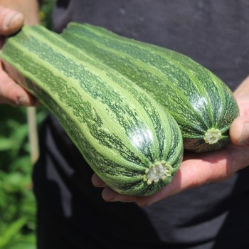 Zucchini Cocozelle di Tripolis (Samen)
