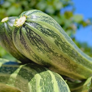 Zucchini Cocozelle di Tripolis