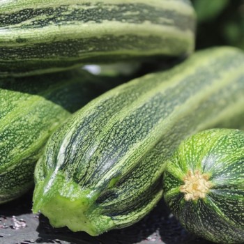 Zucchini Cocozelle di Tripolis (Samen)
