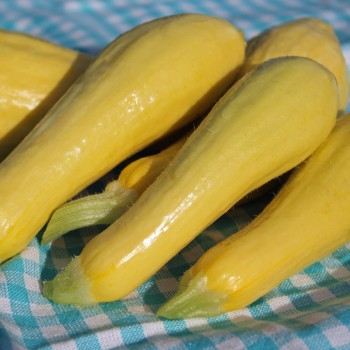 Zucchini Early Prolific Straightneck (Samen)