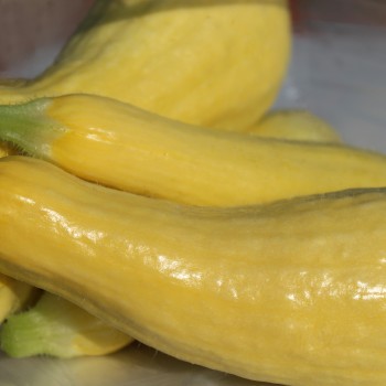 Zucchini Early Prolific Straightneck (Samen)