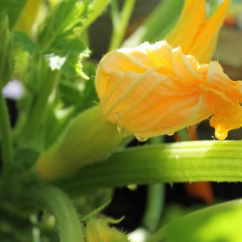 Zucchini Early Prolific Straightneck (Samen)
