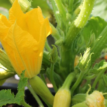 Zucchini Early Prolific Straightneck (Samen)