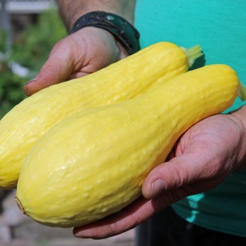 Zucchini Early Prolific Straightneck (Samen)