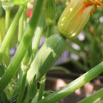 Zucchini Gray (Samen)