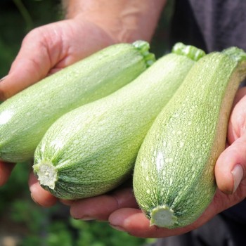 Zucchini Gray (Samen)