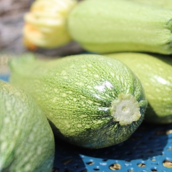 Zucchini Gray (Samen)