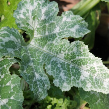 Zucchini Gray (Samen)