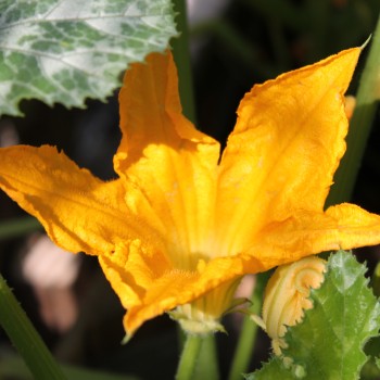 Zucchini Gray (Samen)