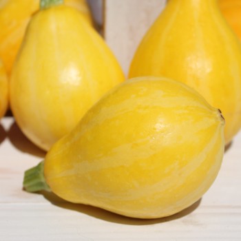 Zucchini Lemon (Samen)