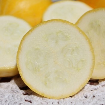 Zucchini Lemon (Samen)