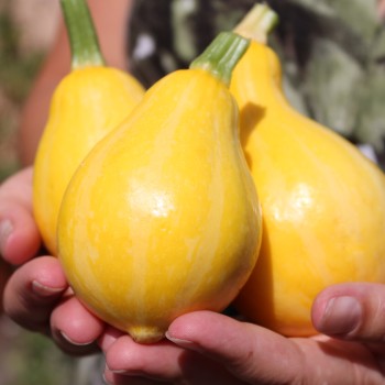 Zucchini Lemon (Samen)