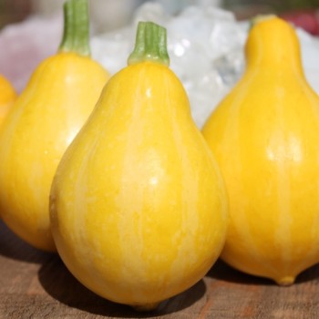 Zucchini Lemon (Samen)