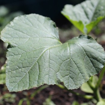 Zucchini Lemon (Samen)
