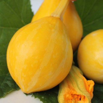 Zucchini Lemon (Samen)