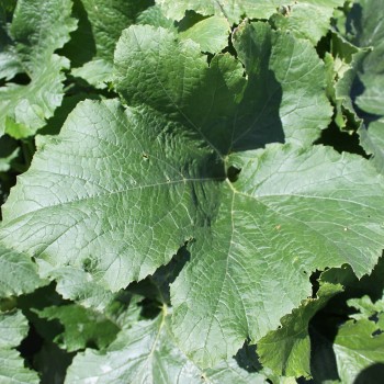 Zucchini Long White Bush (Samen)