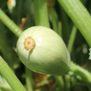 Zucchini Long White Bush (Samen)