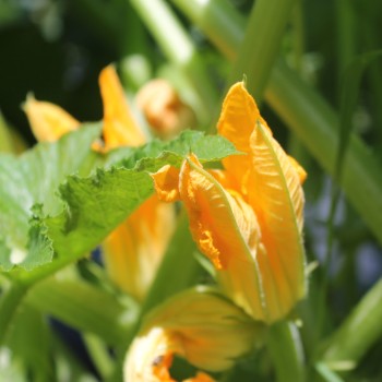 Zucchini Long White Bush (Samen)