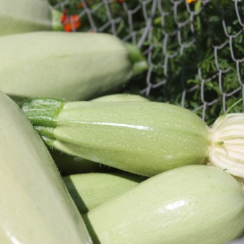 Zucchini Long White Bush (Samen)