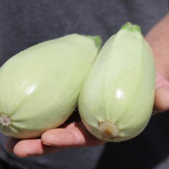 Zucchini Long White Bush (Samen)