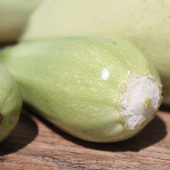 Zucchini Long White Bush (Samen)