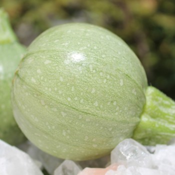 Zucchini Ronde de Nice (Samen)