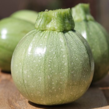 Zucchini Ronde de Nice (Samen)